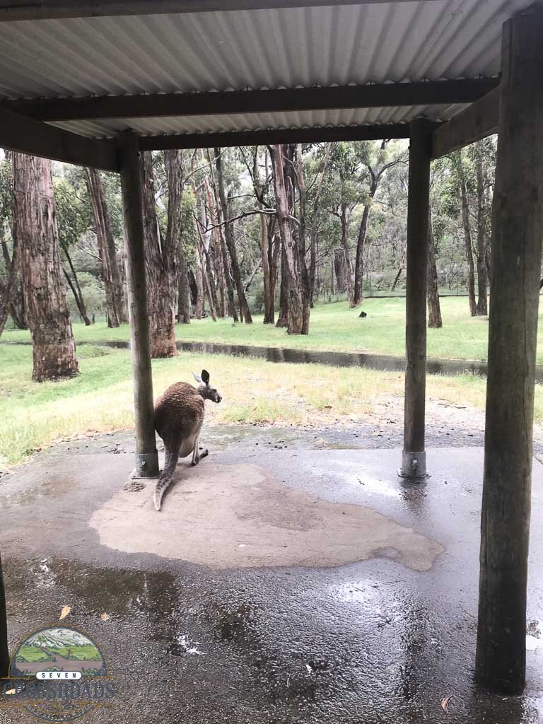 A lone Kangaroo finding shelter from the rain