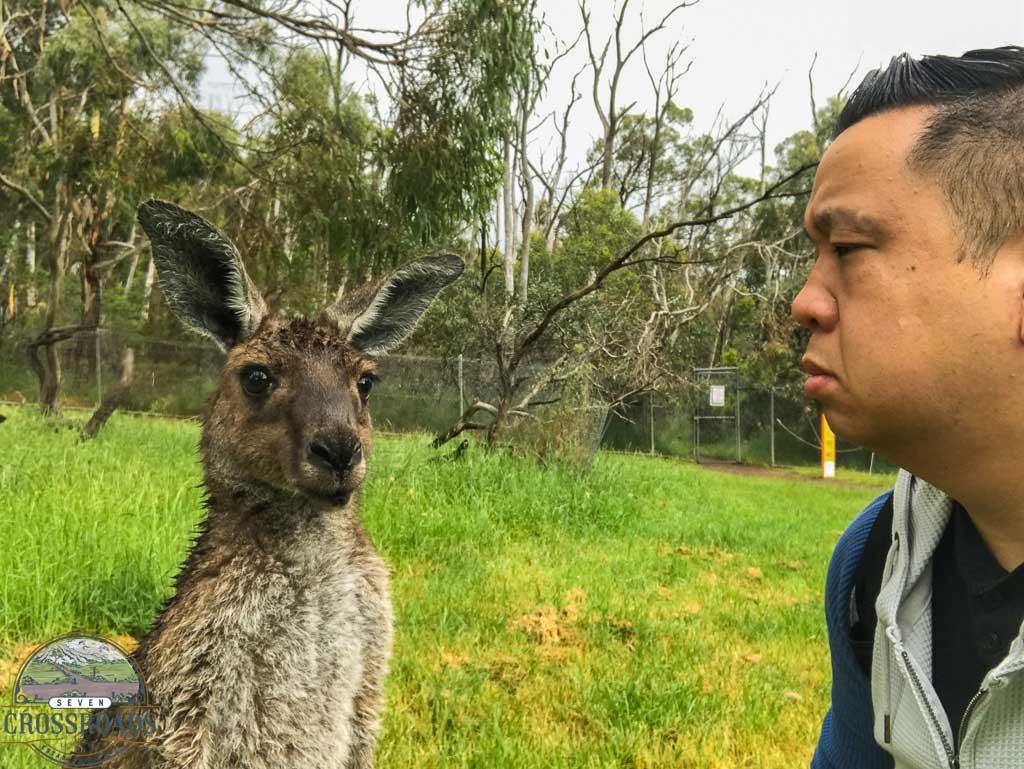 Me staring at a kangaroo awkwardly