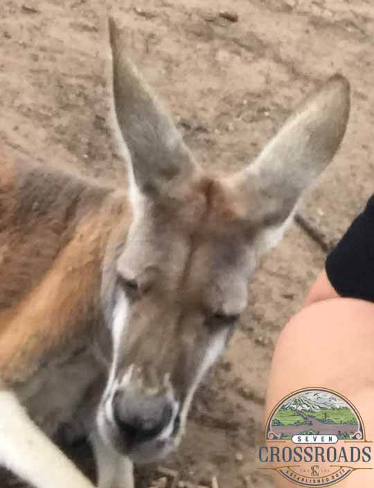 The angry face of Kangaroo hate