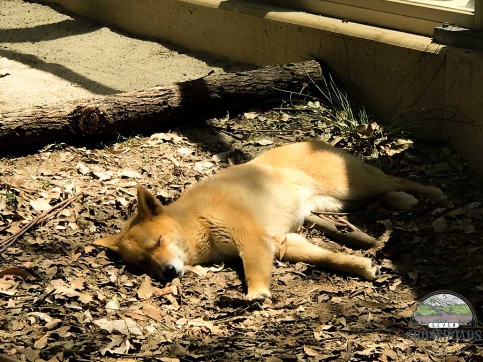 Sleeping Dingo Lonepine