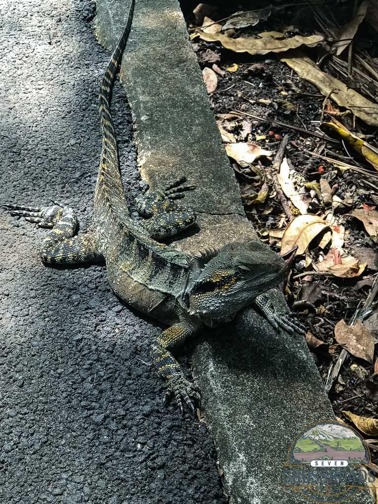 Eastern Water Dragons are some of the few things lounging around the walkways